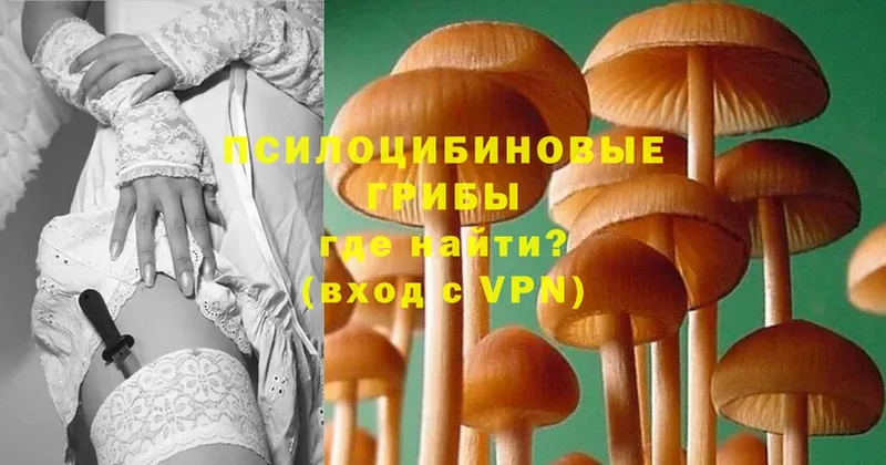 Галлюциногенные грибы Psilocybe  Зубцов 